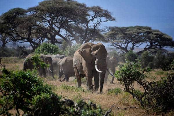 Majestic elephants graze peacefully in the serene African savanna landscape.