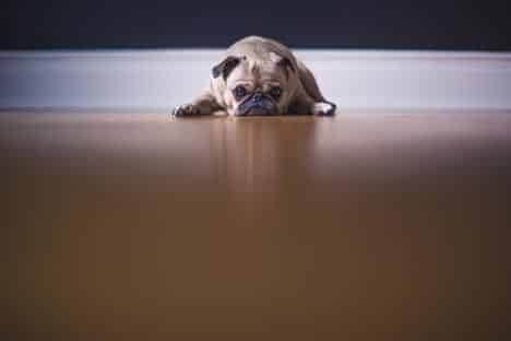 Thoughtful dog relaxing on cosy wooden floor in peaceful setting.